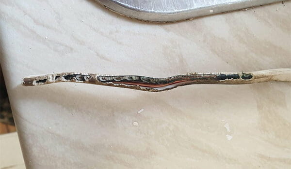 cable that has been destroyed by mice