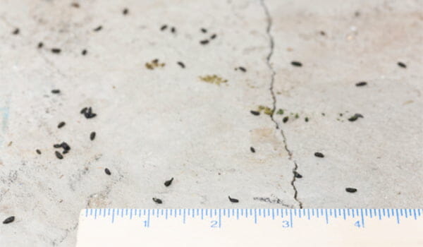 mouse droppings measured next to a ruler