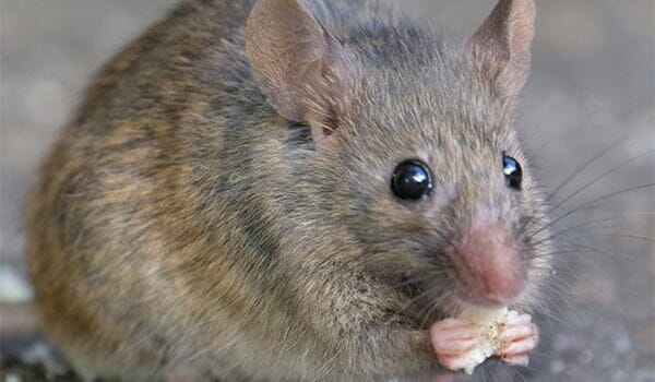 How to Get Rid of Mice in Your Home: 5 Important Steps