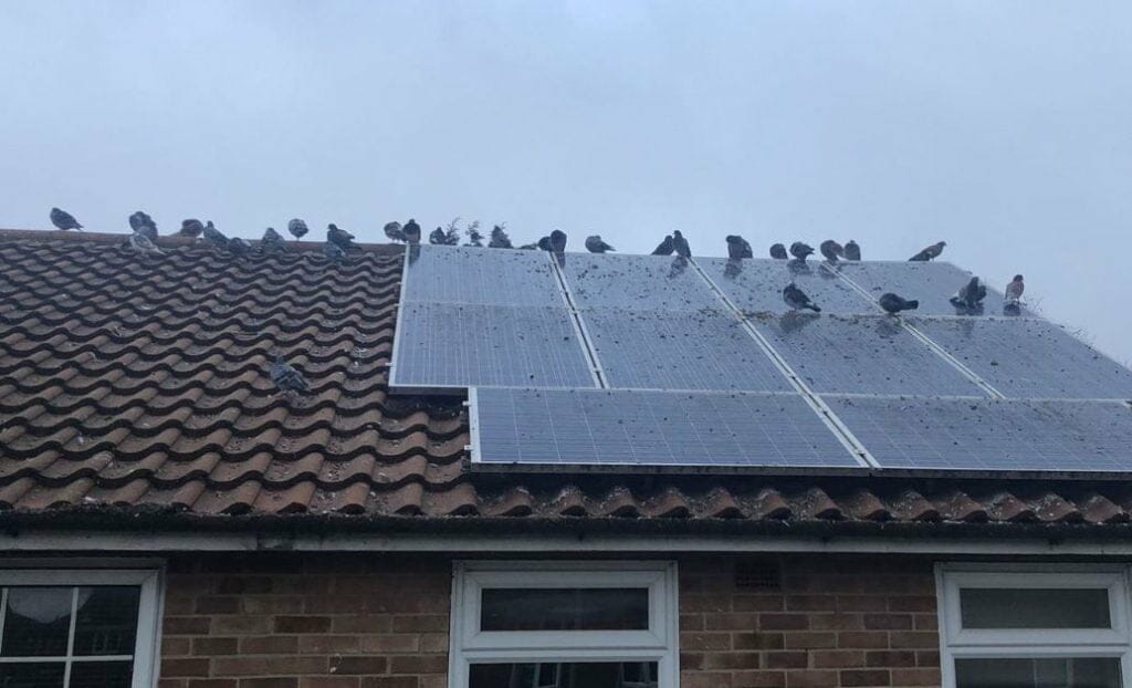 pigeons nesting under solar panels