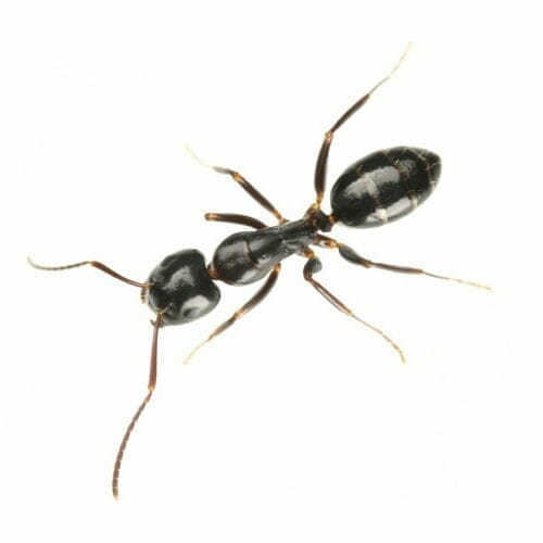 how to get rid of black garden ants