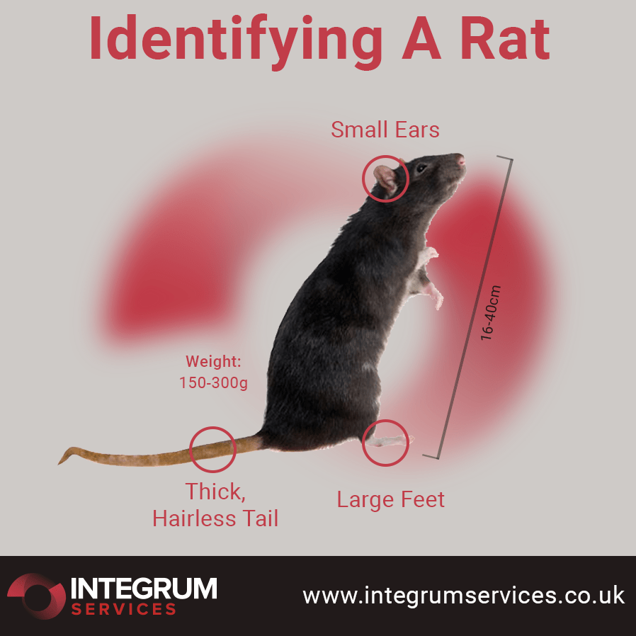 how to identify a rat