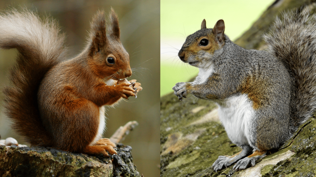 Grey squirrels vs red squirrels