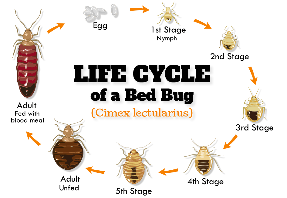 life cycle of bed bugs