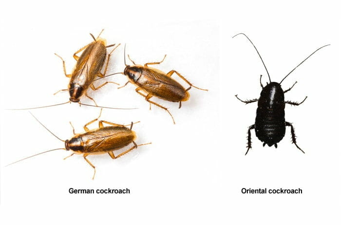 difference between german cockroach and oriental cockroach