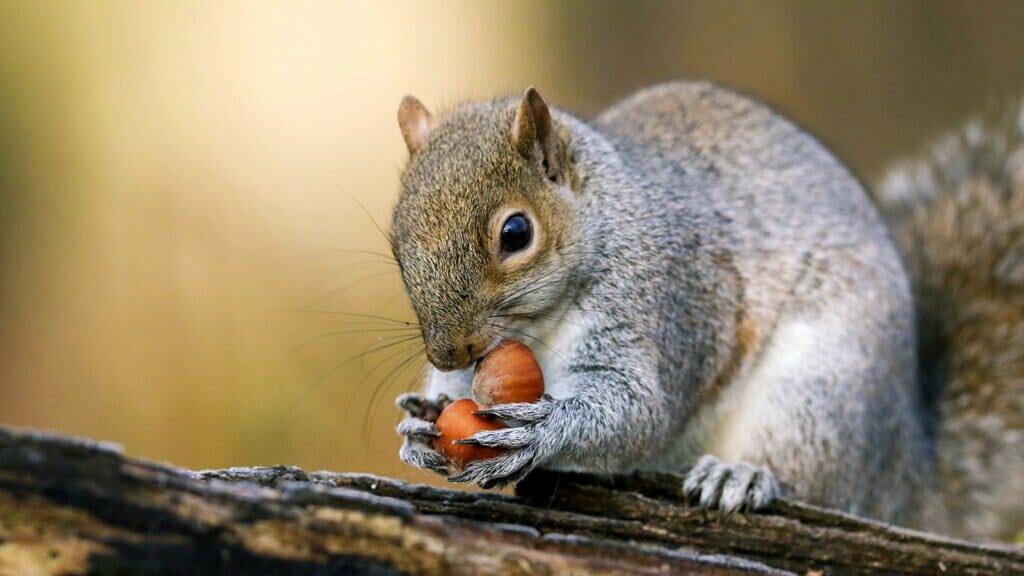 grey squirrel eating nuts