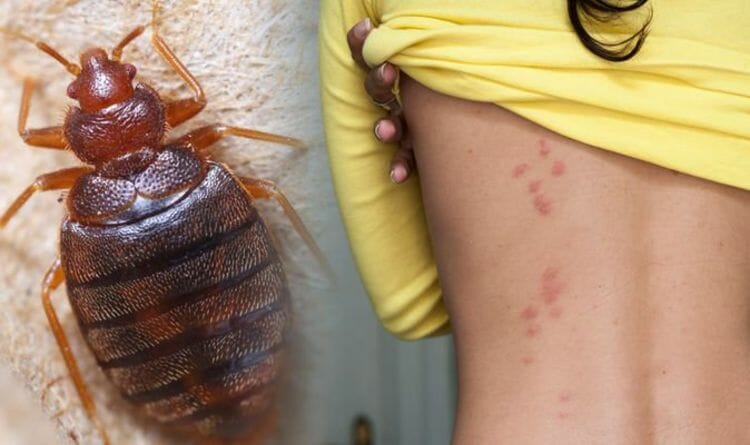 how to get rid of bed bugs