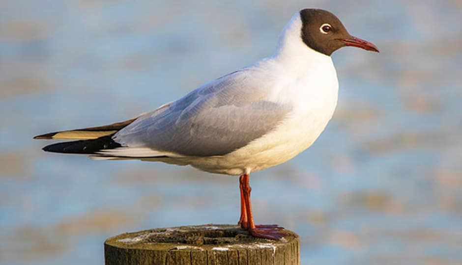 Black-headed gull