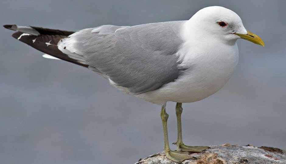 Common gull