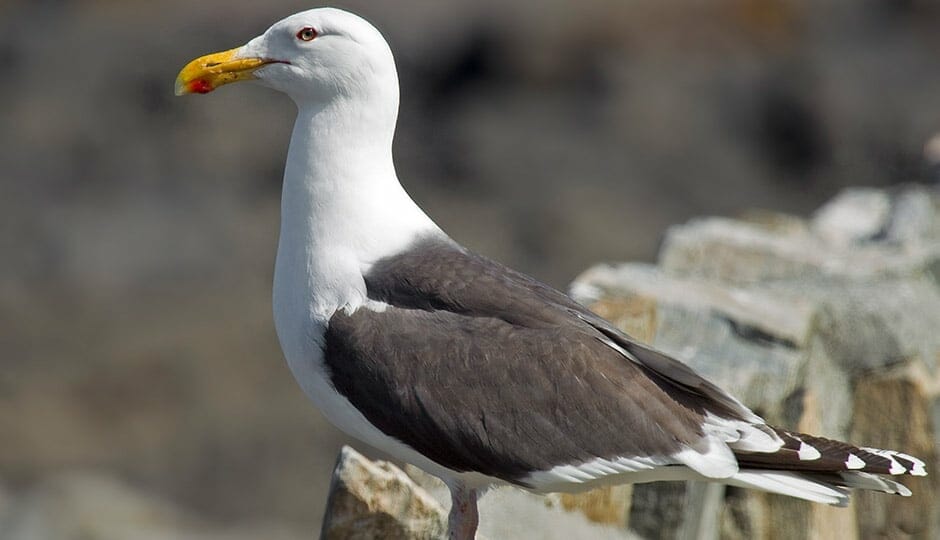 Great black-backed gull 