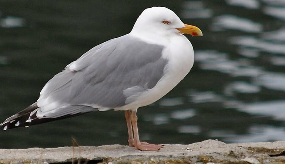 herring gull