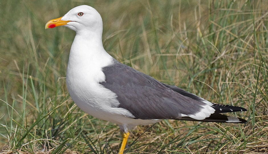 Lesser black-backed gull 