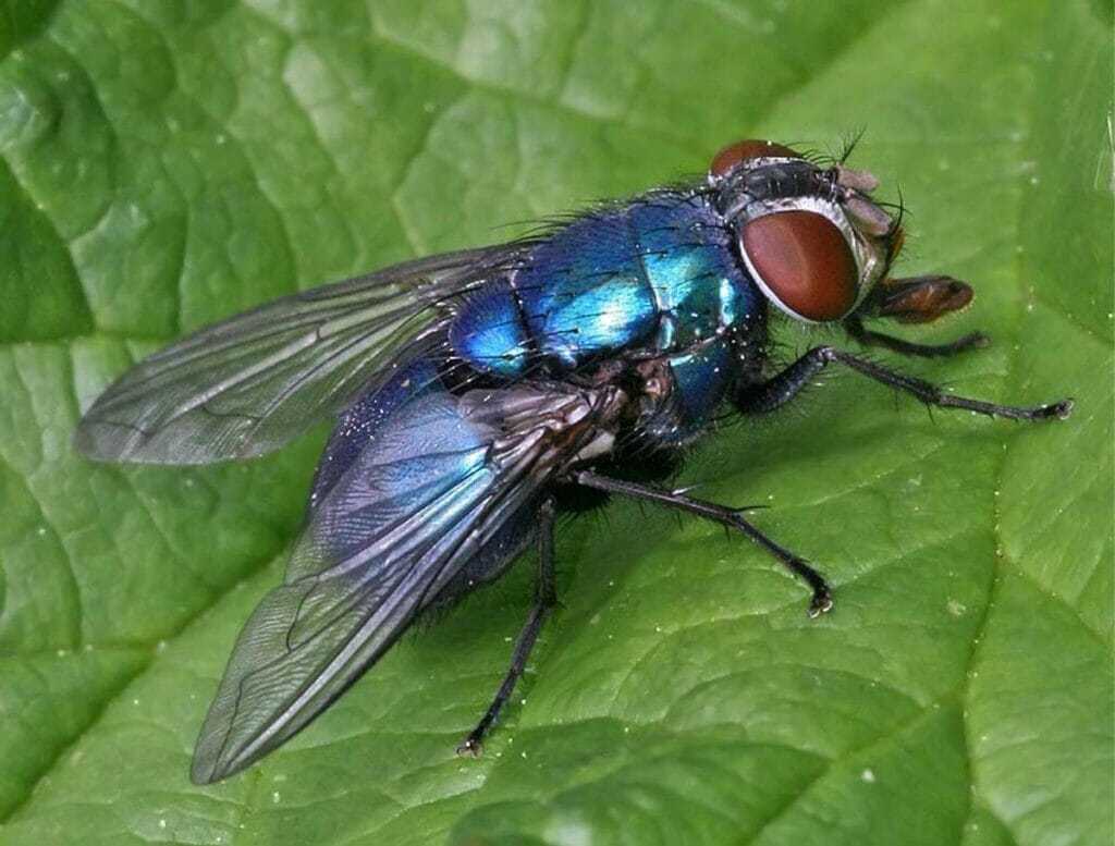 How to get rid of blue bottle flies in house?