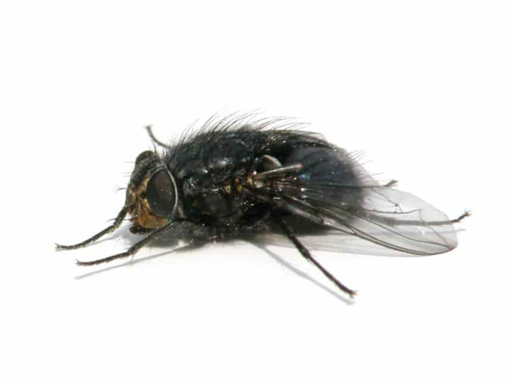 How to get rid of flies? Identify, control, exterminate - Integrum