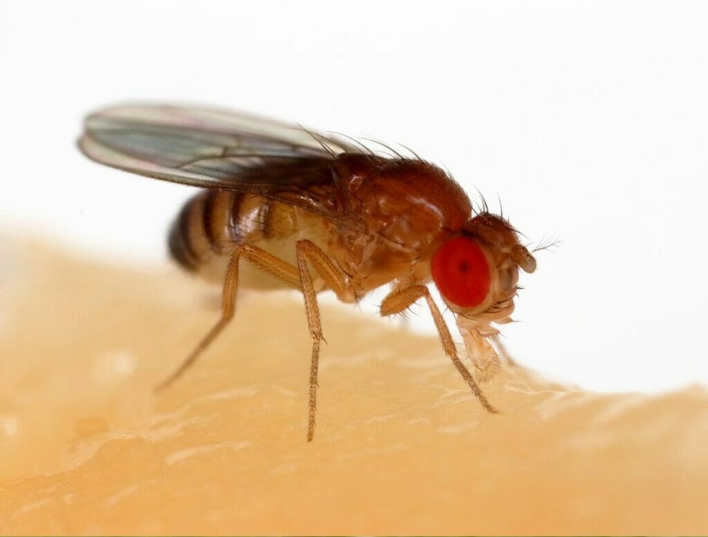 https://integrumservices.co.uk/app/uploads/2021/03/fruit-fly-1024x777.jpg