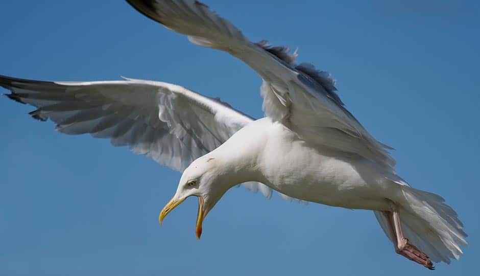 hot to get rid of seagulls