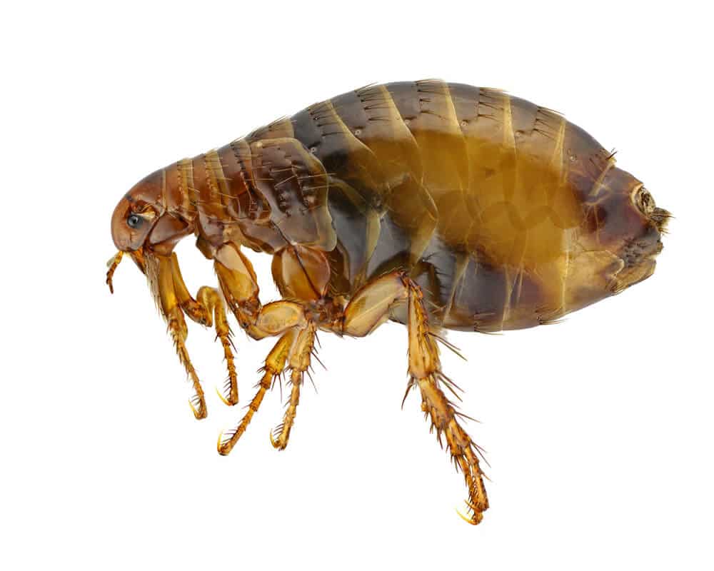 How to get rid of fleas Flea fumigation London Integrum