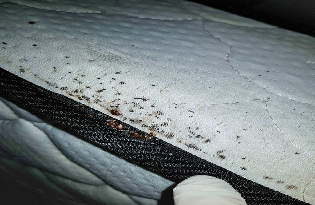 stains on mattress from bed bugs