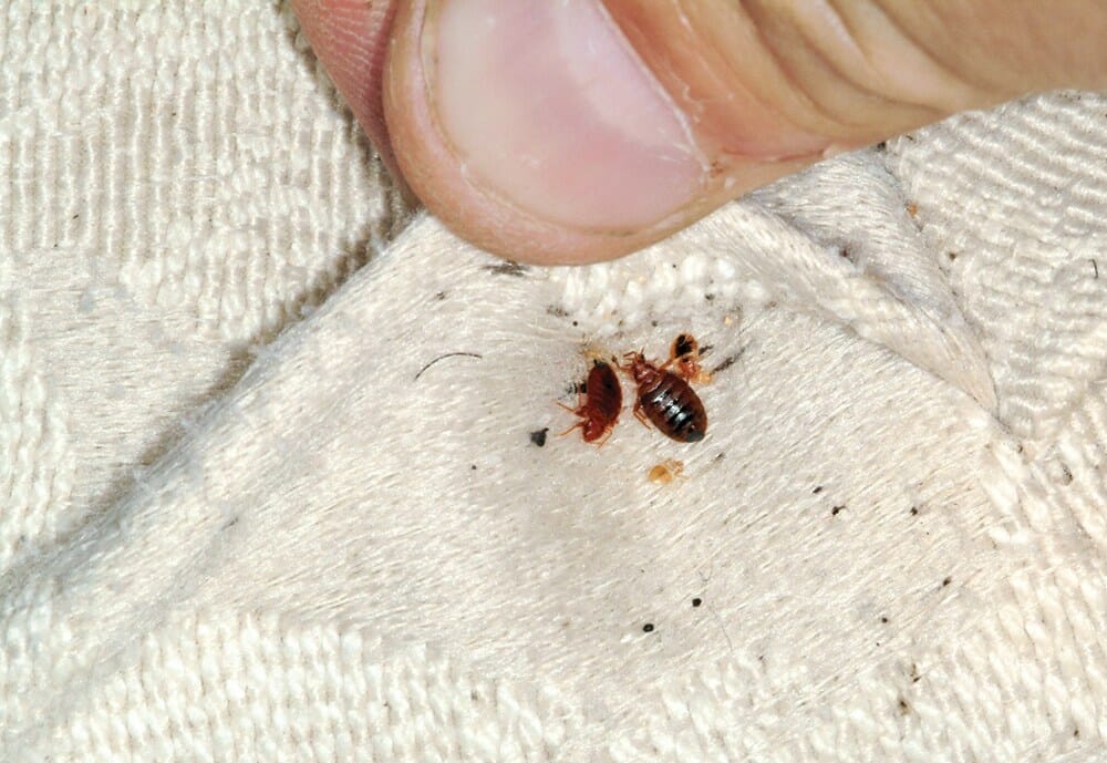 do bed bugs leave stains on mattress