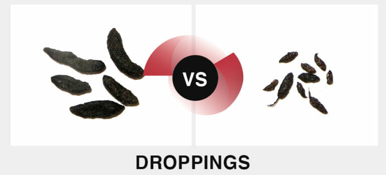 What S The Difference Between Rats And Mice November 2024   Rat Vs Mouse Droppings 768x349 