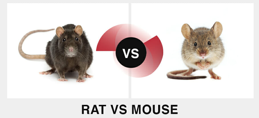 Mice deals vs mouse