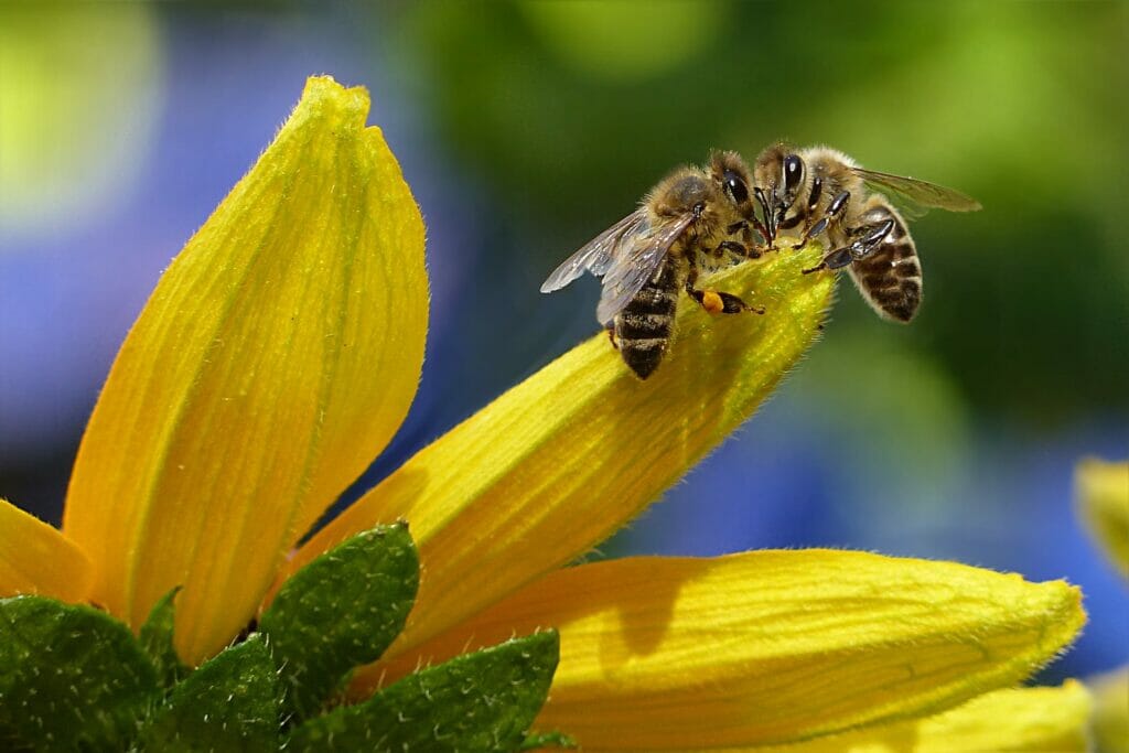 bees and the laws that surround them