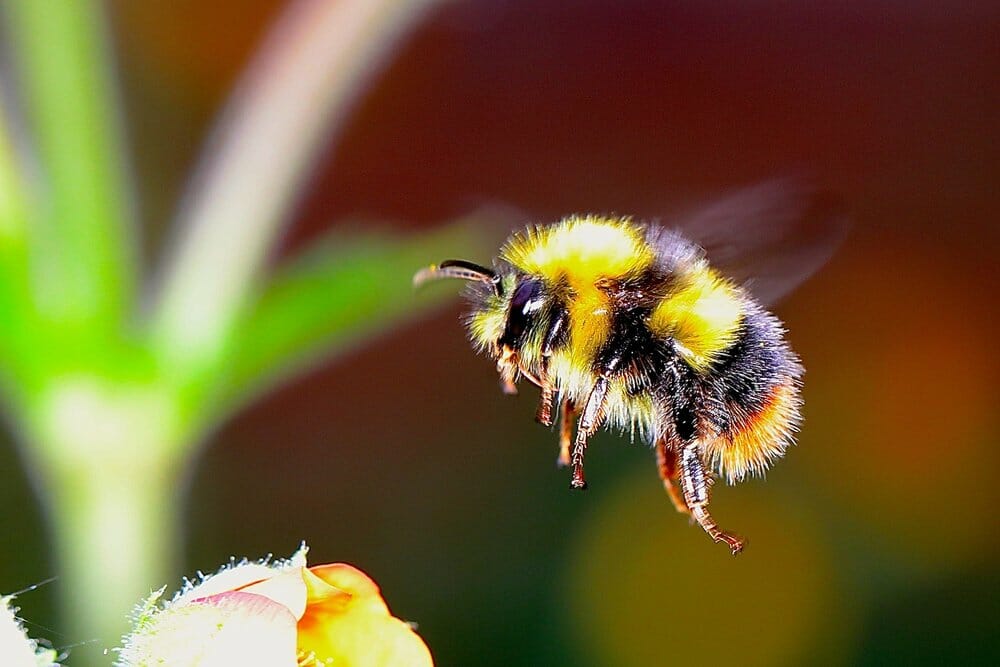 are bumble bees protected