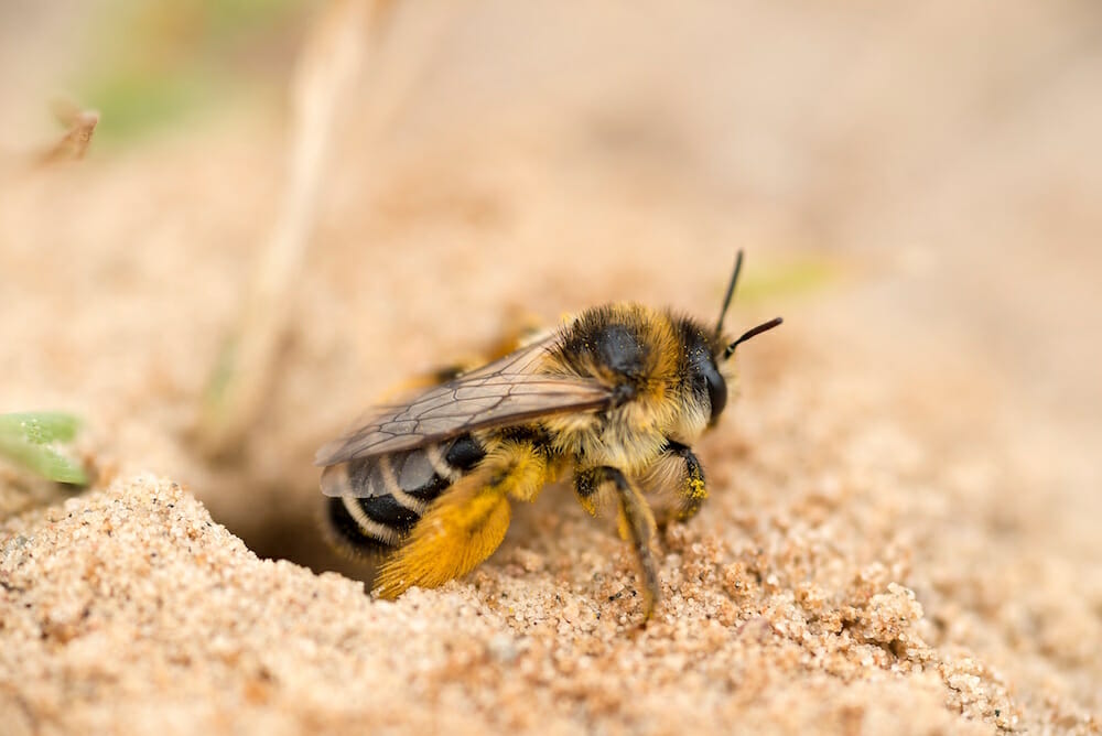 are mining bees protected