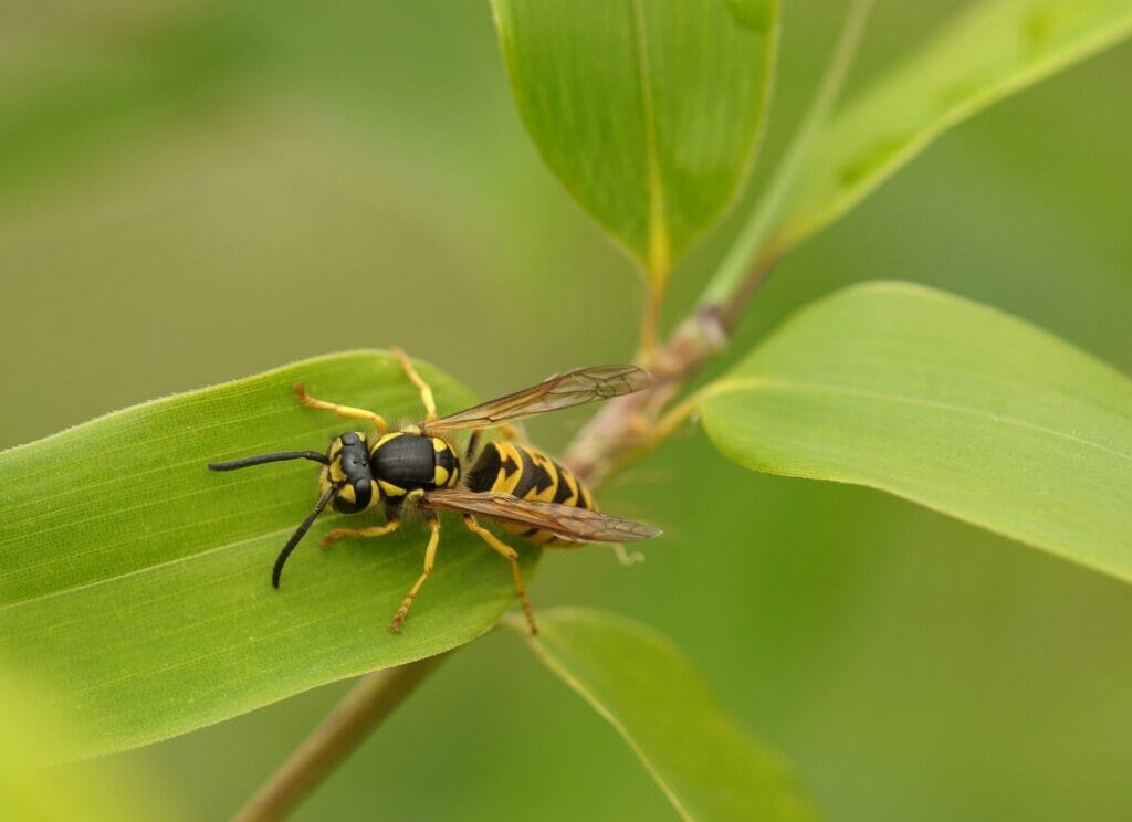 What happens to wasps store in the winter