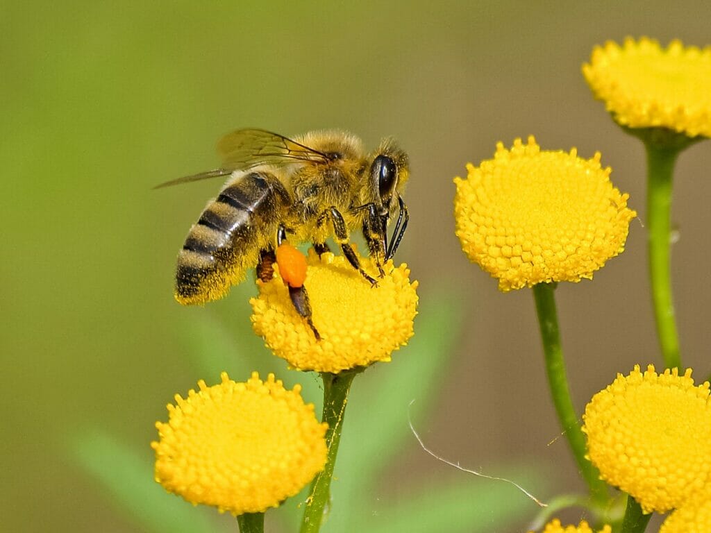 honeybees