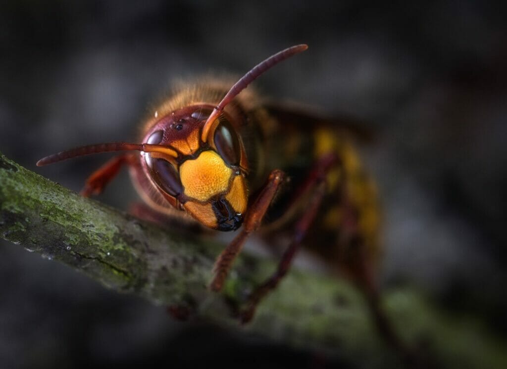 queen wasp in hibernation