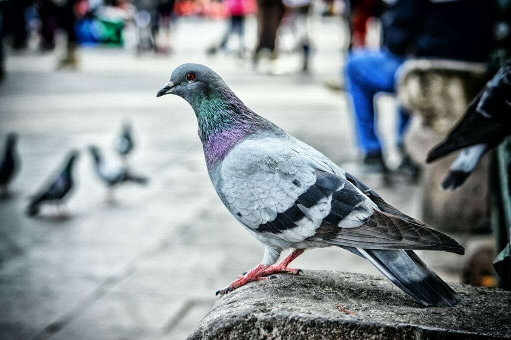 What do pigeons looks like