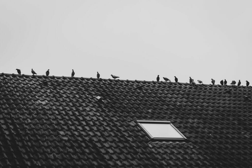 How to Get Rid of Pigeons? - Integrum's Pest Tips