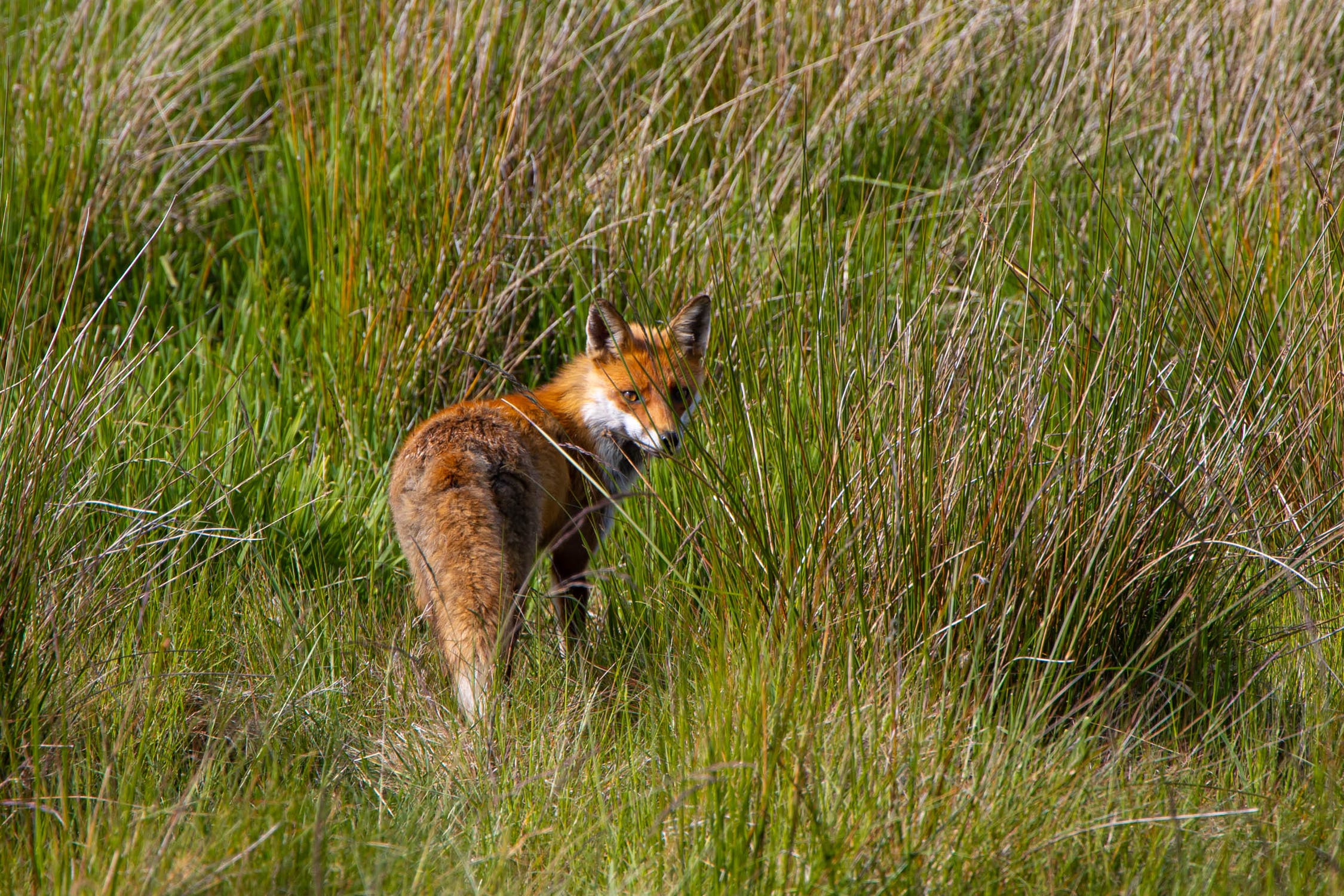 how to get rid of foxes