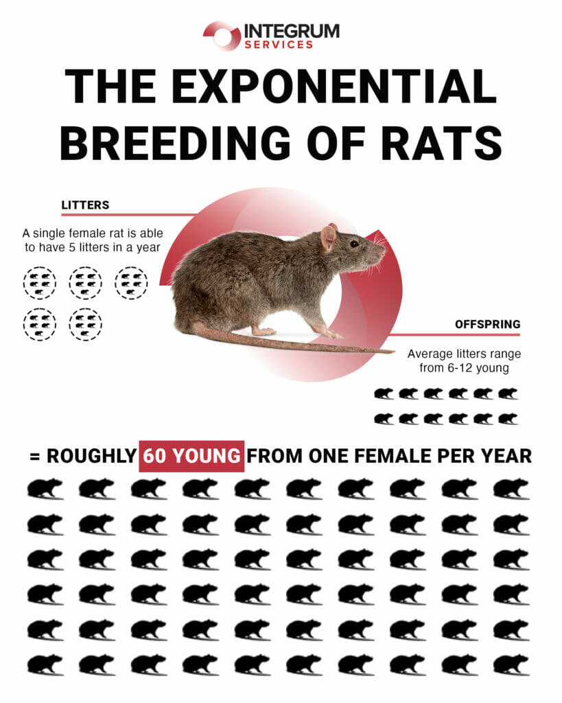 rats breeding in London