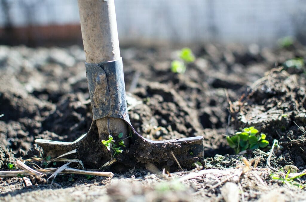 stop foxes digging in your garden