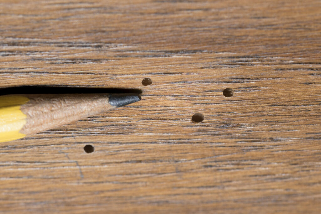 Identify the Signs of Woodworm How To Guide Integrum