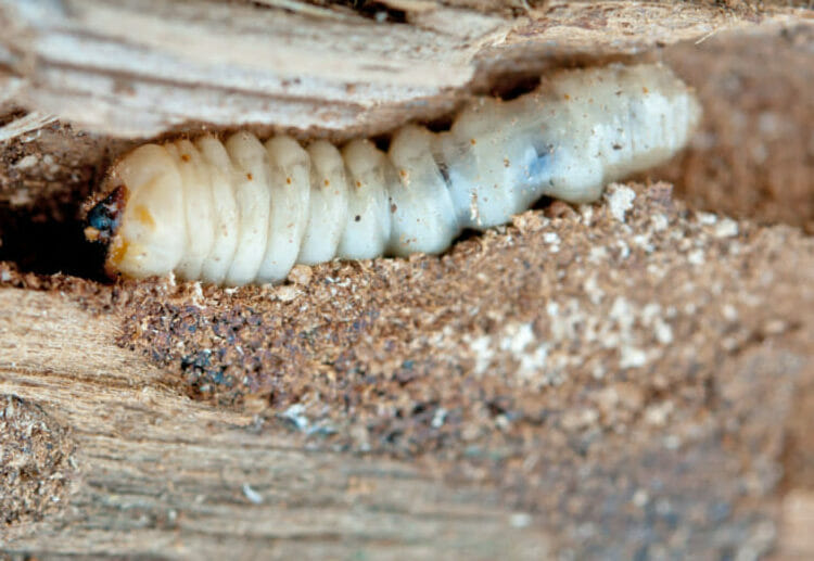 woodworm eating softwood