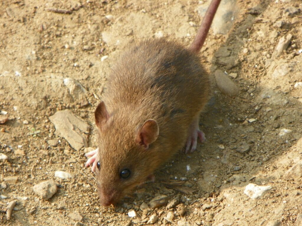 close up of brown rat