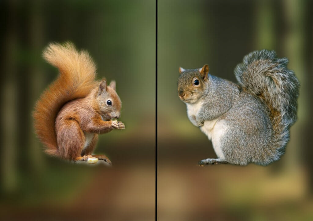 Comparison of red vs grey squirrel, discussing are squirrels rodents