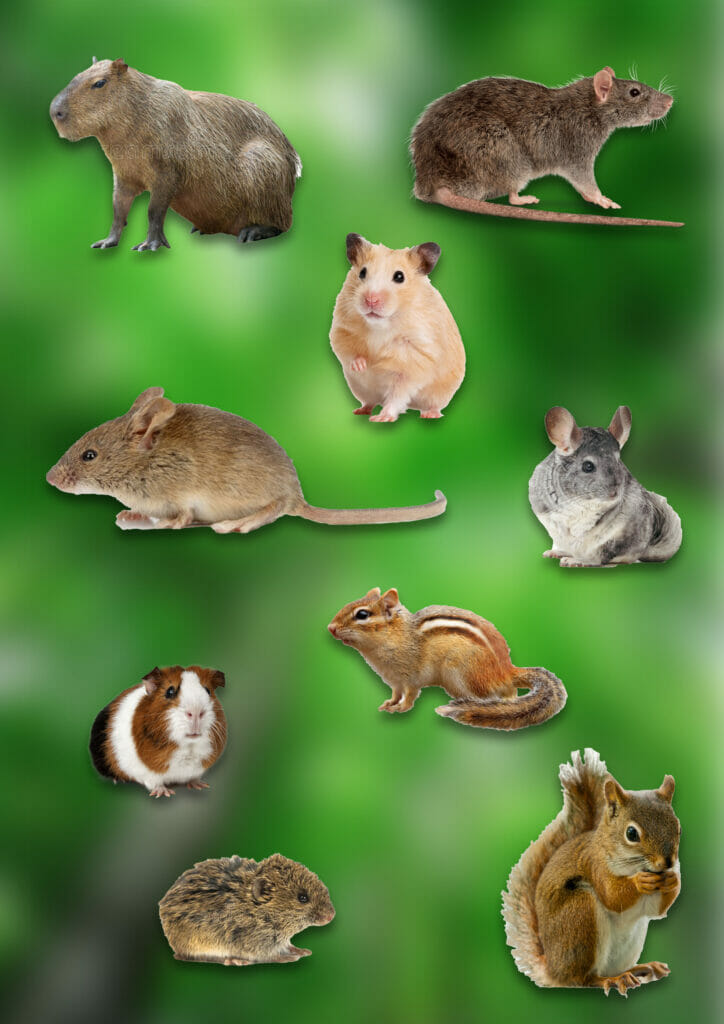 Example of rodents, showing squirrel, guinea pig, mouse, rat etc.