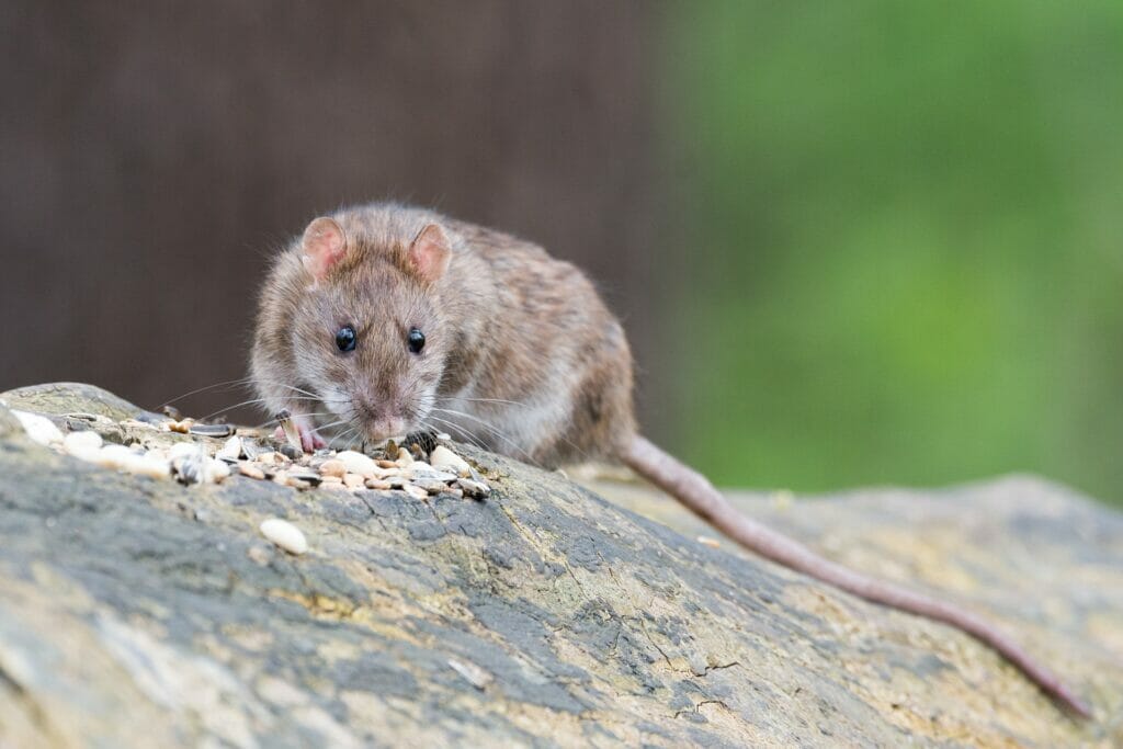 Rat climbing on roof