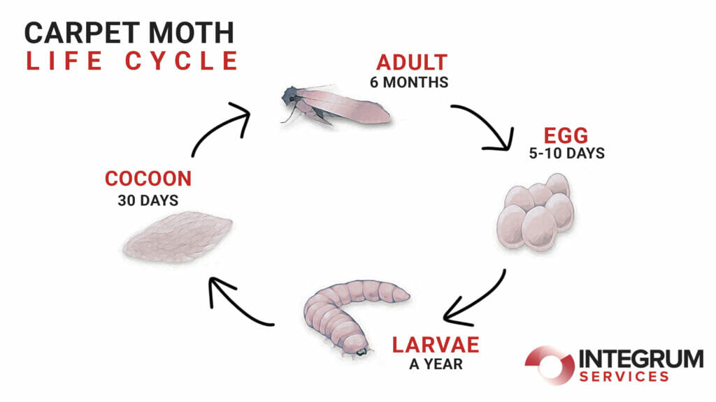 life cycle of a carpet moth