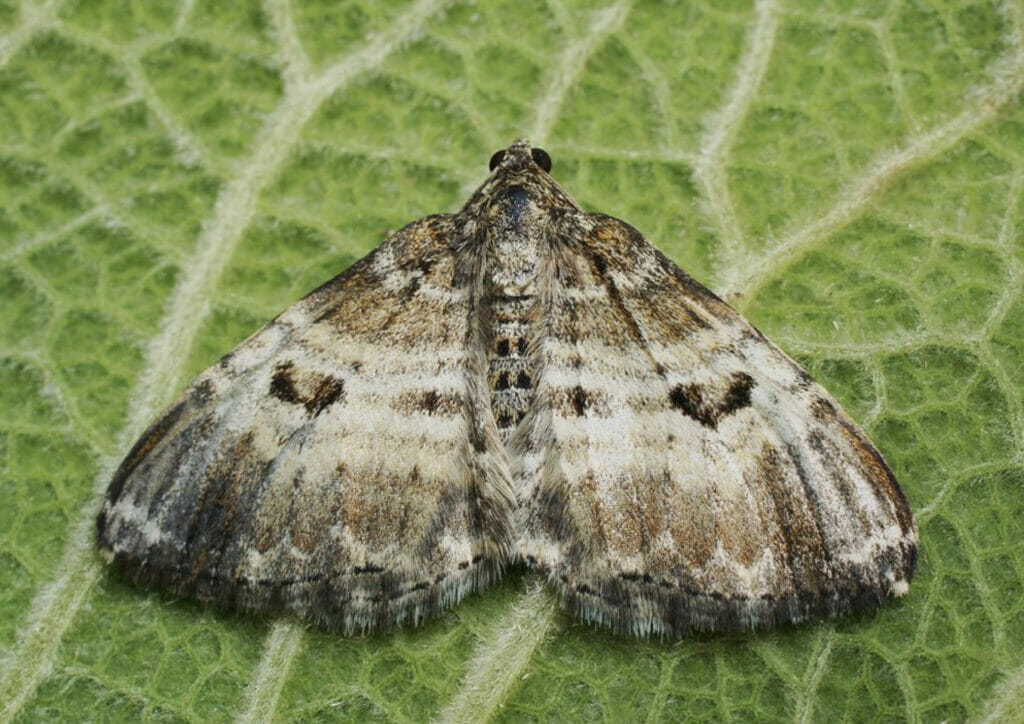 close up of the common carpet moth