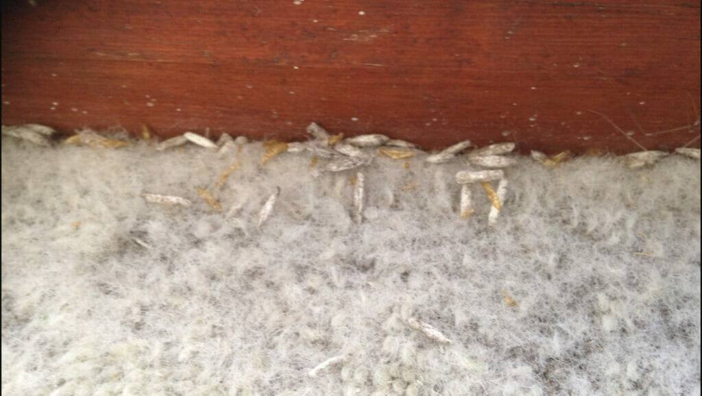 https://integrumservices.co.uk/app/uploads/2021/12/carpet-moth-larvae-1024x578.jpg