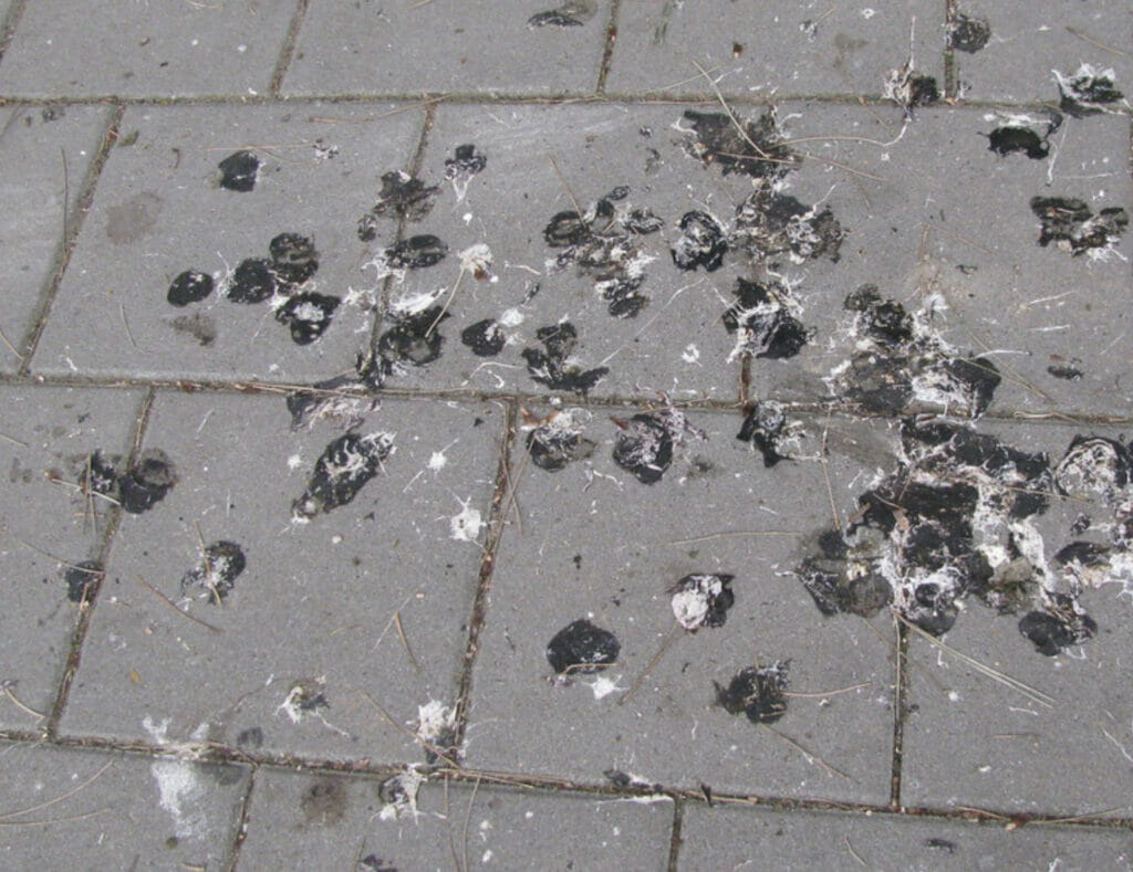 pigeon guano on the pavement