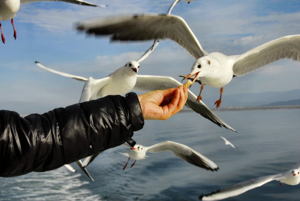 dangerous seagulls stealing food