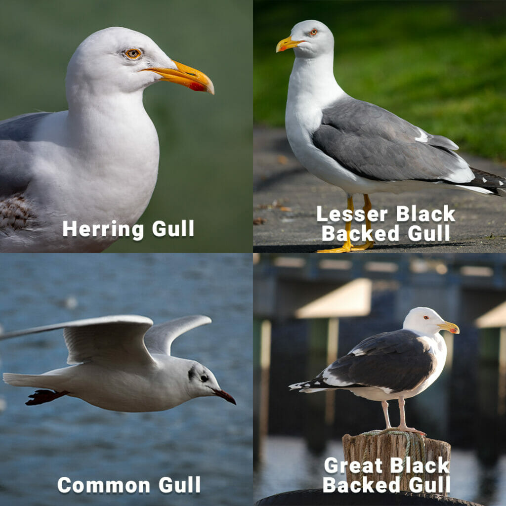 Comparison of Seagull Types