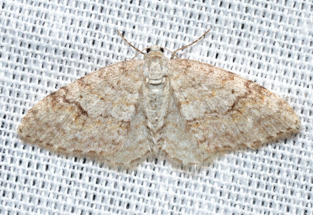 carpet moth