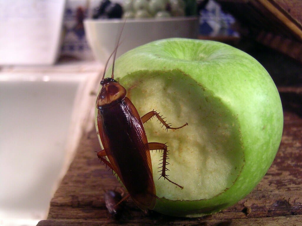 cockroach on apple